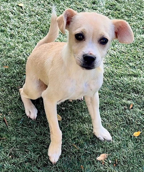 CHARLIE, an adoptable Chihuahua in Salinas, CA