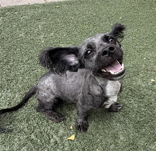 CHESTER, an adoptable Terrier in Salinas, CA