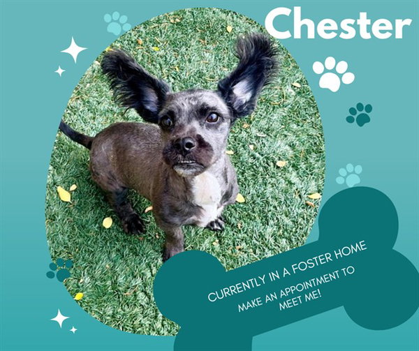 CHESTER