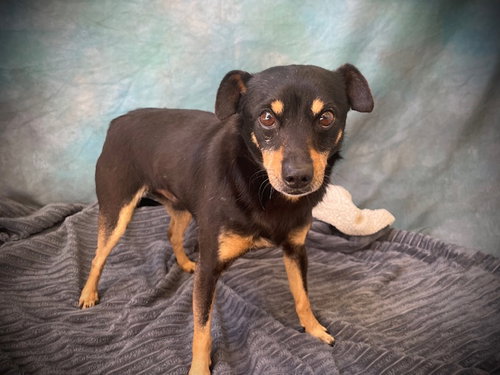 WINSTON, an adoptable Chihuahua in Salinas, CA