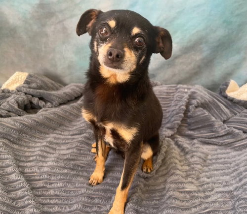 RUDY, an adoptable Chihuahua in Salinas, CA