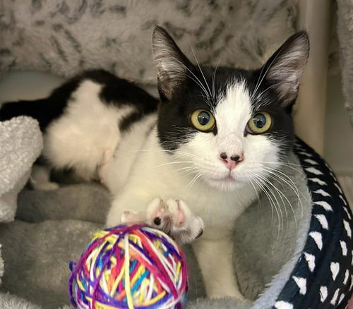 AMEERA, an adoptable Domestic Short Hair in Salinas, CA