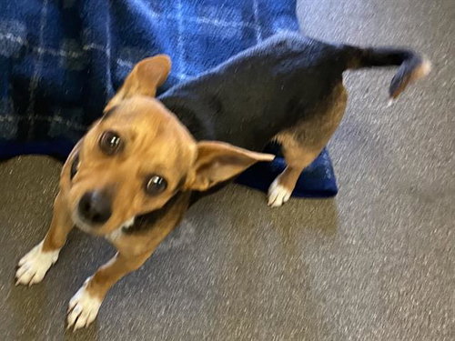 ARCHIE, an adoptable Jack Russell Terrier in Salinas, CA