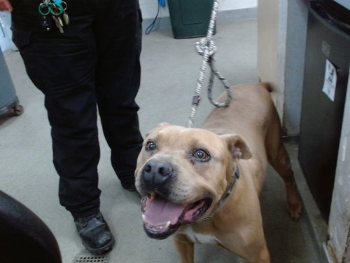MOCOO, an adoptable Pit Bull Terrier in Salinas, CA