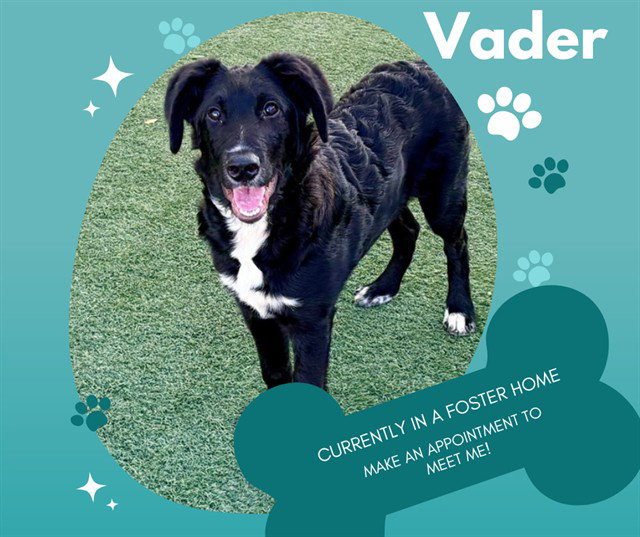 VADER