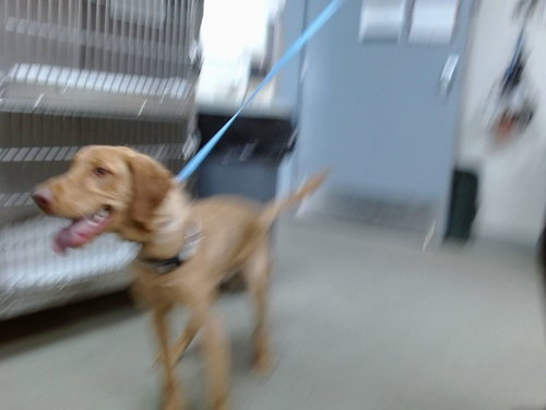 picture of the dog needing adoption