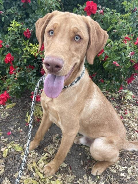 FLASH, an adoptable Vizsla in Salinas, CA