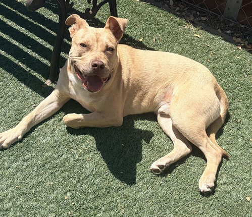 LENNY, an adoptable Pit Bull Terrier in Salinas, CA