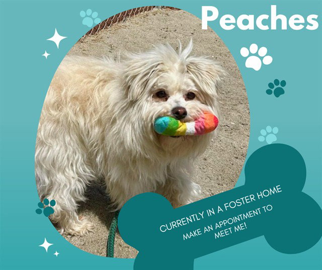 PEACHES