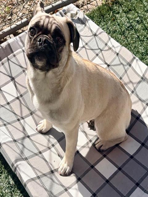 WILMA