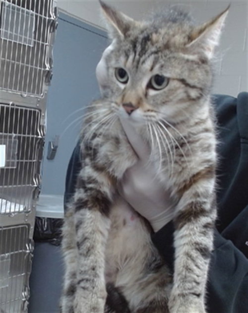 AURORA, Adult Domestic Short Hair (medium coat), cat for adoption in Campbell, California