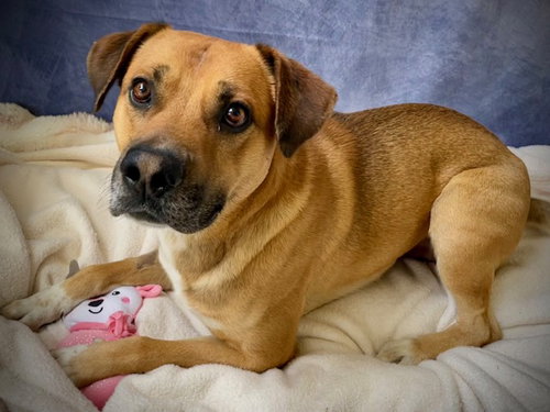 WOOKIE, an adoptable Black Mouth Cur in Salinas, CA