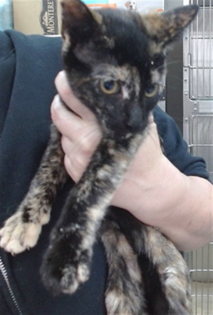 CHAI, Baby Domestic Short Hair (medium coat), cat for adoption in Campbell, California
