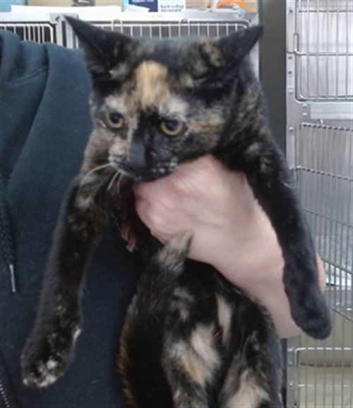 SUKI, Baby Domestic Short Hair (medium coat), cat for adoption in Campbell, California