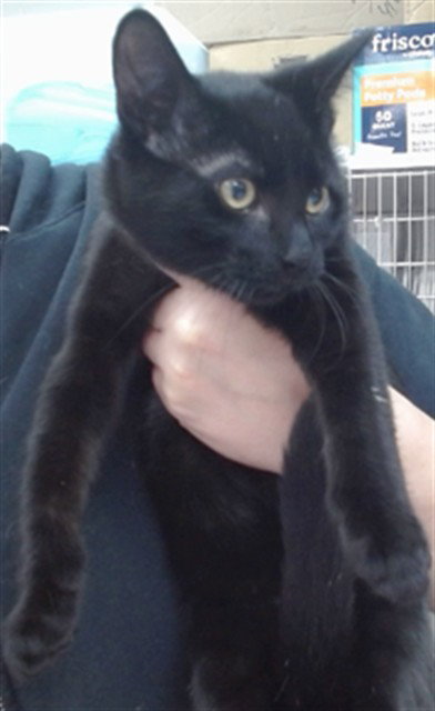 PANTHERA, Baby Domestic Short Hair (medium coat), cat for adoption in Campbell, California