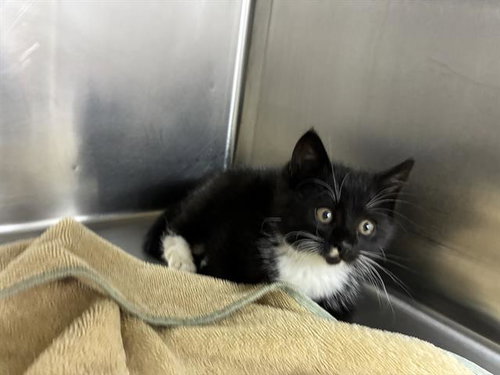 JADA, Baby Domestic Short Hair (medium coat), cat for adoption in Campbell, California