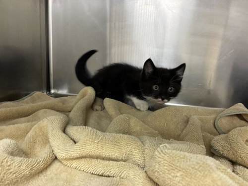 MYKA, Baby Domestic Short Hair (medium coat), cat for adoption in Campbell, California