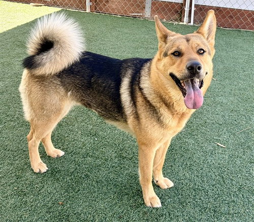 JESSY, an adoptable German Shepherd Dog in Salinas, CA