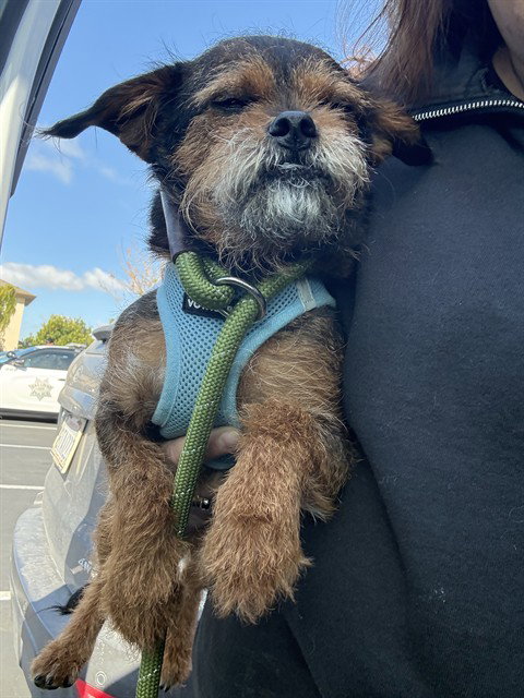 CHEWBACCA, an adoptable Border Terrier in Salinas, CA