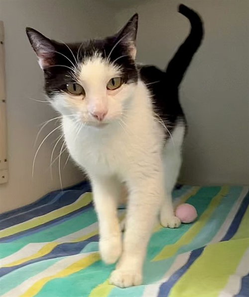 ARABELLA, an adoptable Domestic Short Hair in Salinas, CA
