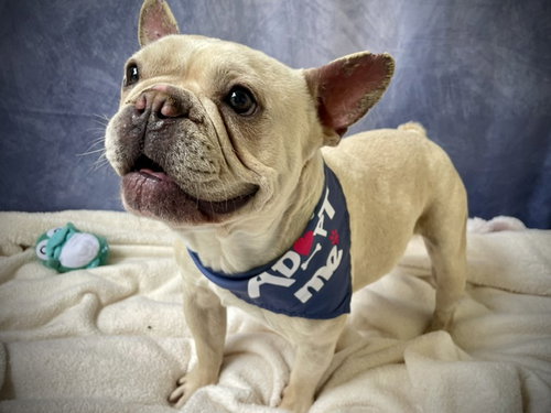 BRET MICHEALS, an adoptable French Bulldog in Salinas, CA