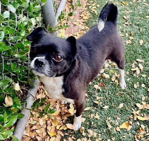 MICKEY, an adoptable Pug in Salinas, CA