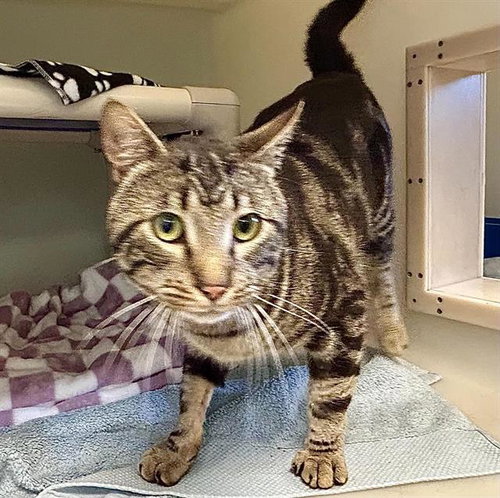 OBI, an adoptable Domestic Short Hair in Salinas, CA