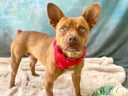 SANDY, an adoptable Queensland Heeler in Salinas, CA