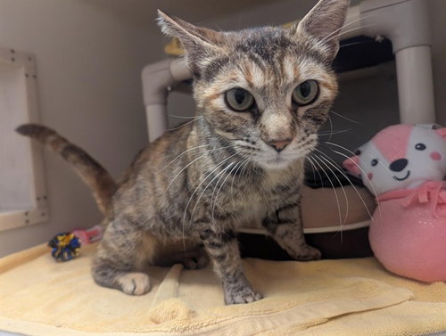 MAE, an adoptable Domestic Short Hair in Salinas, CA