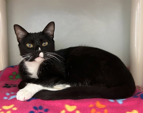 PRINCESS, an adoptable Domestic Short Hair in Salinas, CA