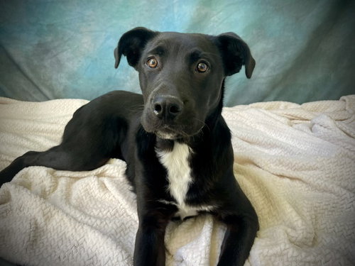 GATOR, an adoptable Labrador Retriever in Salinas, CA