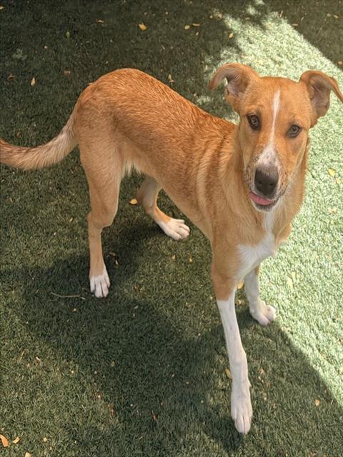WINNIE, an adoptable Border Collie in Salinas, CA