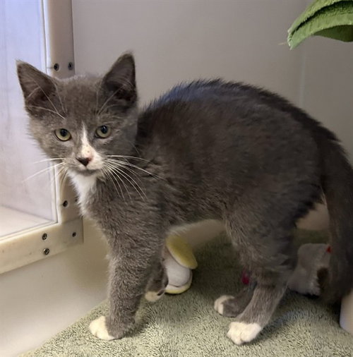 SMOKEY, an adoptable Domestic Short Hair in Salinas, CA
