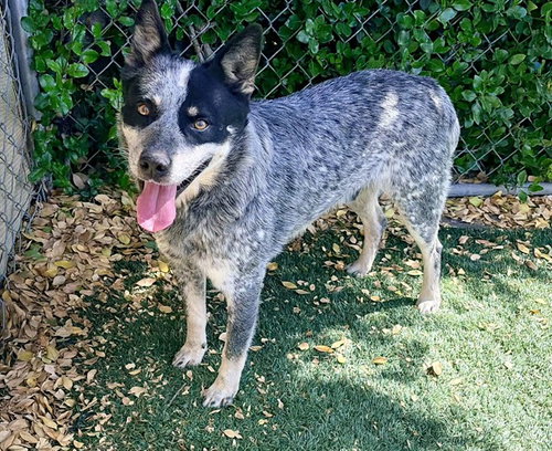 TROY, an adoptable Queensland Heeler in Salinas, CA