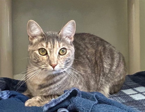 MIMI, an adoptable Domestic Medium Hair in Salinas, CA