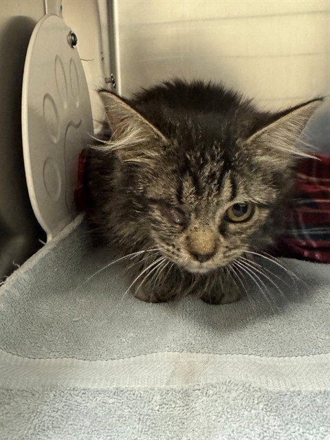FELINA, an adoptable Domestic Long Hair in Salinas, CA