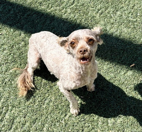 MISTY, an adoptable Poodle in Salinas, CA