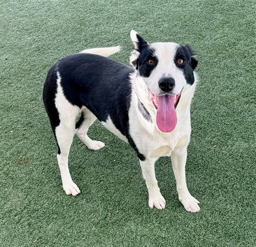SIERRA, an adoptable Border Collie in Salinas, CA