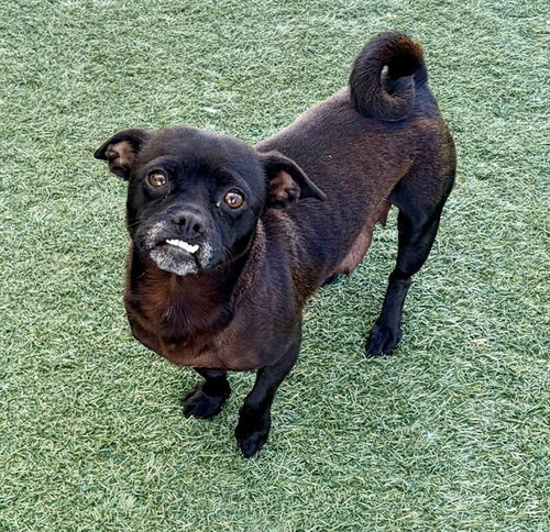 MERIDA, an adoptable Pug in Salinas, CA