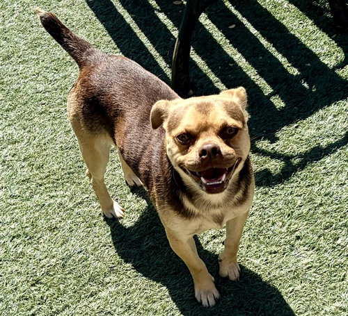 NERO, an adoptable Pug in Salinas, CA