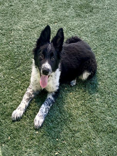 ANGUS, an adoptable Border Collie in Salinas, CA