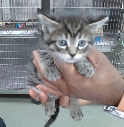 BANX, an adoptable Domestic Medium Hair in Salinas, CA