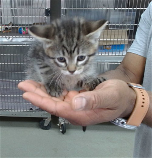 TOOTSIE, an adoptable Domestic Medium Hair in Salinas, CA