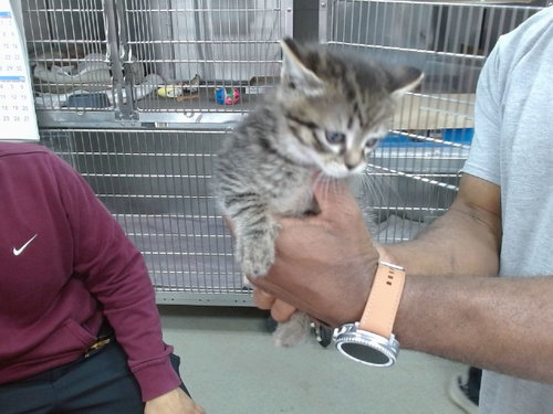 PIXIE, an adoptable Domestic Medium Hair in Salinas, CA