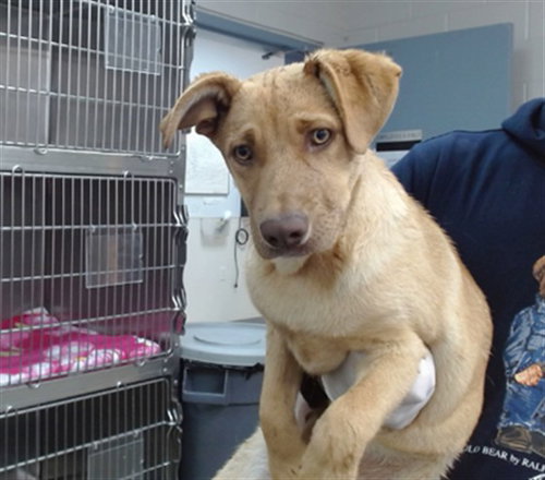 OSCAR, an adoptable German Shepherd Dog in Salinas, CA