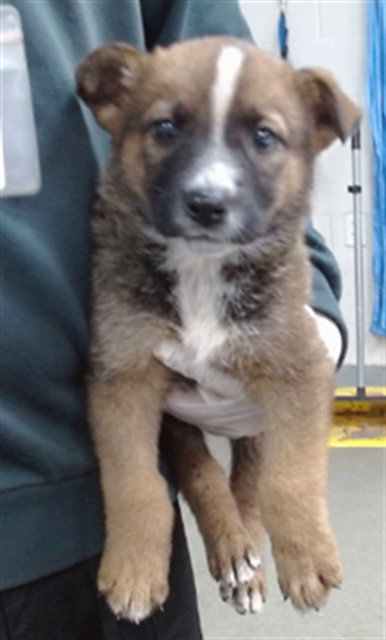 ZEUS, an adoptable German Shepherd Dog in Salinas, CA