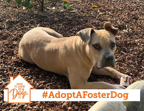 picture of the dog needing adoption