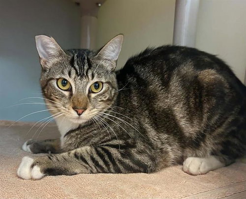 TOM, Young Domestic Short Hair (medium coat), cat for adoption in Salinas, California