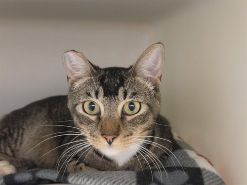 TANGO, Young Domestic Short Hair (medium coat), cat for adoption in Watsonville, California