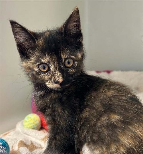 TORI, Baby Domestic Short Hair (medium coat), cat for adoption in Salinas, California